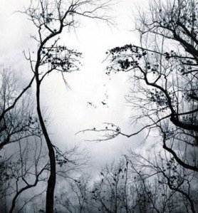 face-in-trees-illusion